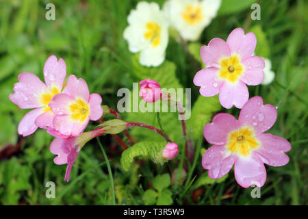 Rose et jaune, primevères, Primula vulgaris Banque D'Images