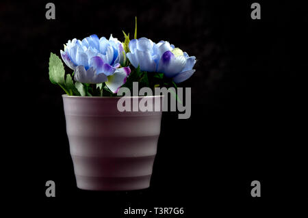 Fleurs de couleur noire plantés dans les pots de fleurs sur le sol planté Banque D'Images