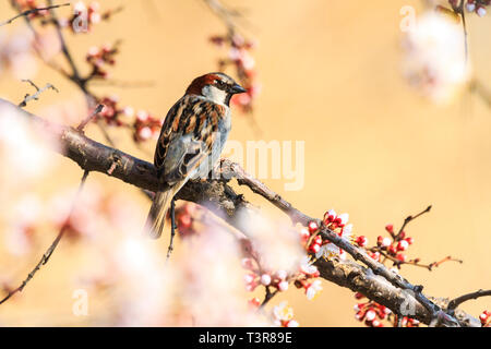 Belle sparrow est assis sur une branche entre la floraison abricot Banque D'Images