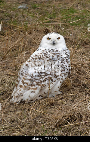 Le harfang des neiges (Bubo scandiacus), Alaska, USA Banque D'Images