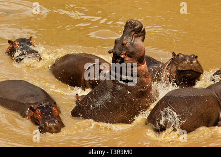 Hippopotames jouant à la rivière Talek, Masai Mara, Kenya Banque D'Images