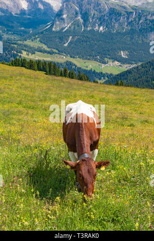 Vache dans un pâturage beau paysage alp Banque D'Images