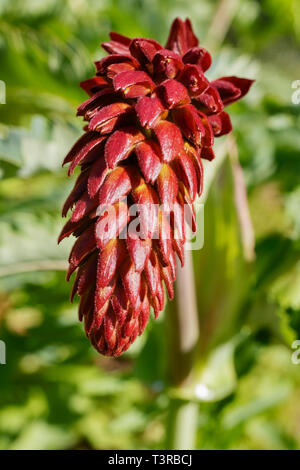 Pointe de rouge Melianthus major -miel géant -fleur plante ,il s'agit d'un petit tubolar en racèmes étroits Banque D'Images