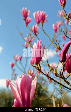 Magnolia 'Susan' fleurit contre un ciel bleu toile Banque D'Images