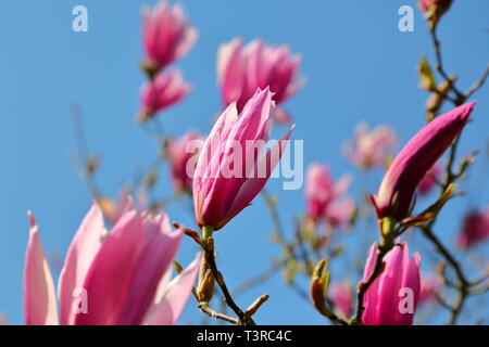 Magnolia 'Susan' fleurit contre un ciel bleu toile Banque D'Images