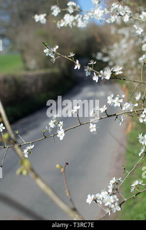 Marche de printemps Sussex Uckfield et zones locales Banque D'Images