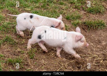 Gloucester vieux Spot vous deux porcelets ayant un terme à Cotswold Farm Park, Kineton, Gloucestershire UK Banque D'Images