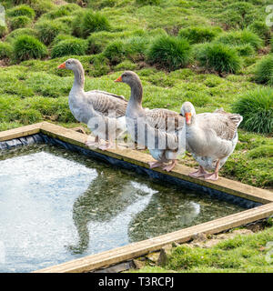 Trois oies de Toulouse à Cotswold Farm Park, Kineton, Gloucestershire UK Banque D'Images