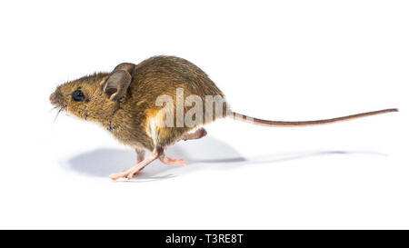 L'exécution de la souris en bois (Apodemus sylvaticus) isolé sur fond blanc avec l'ombre. Ce mignon à la souris est trouvé dans la plupart de l'Europe et est un très Banque D'Images