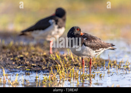 L'Huîtrier pie (Haematopus ostralegus) couple sur les bords de la rivière tout en regardant alerte pour danger avec un oeil ouvert. Banque D'Images