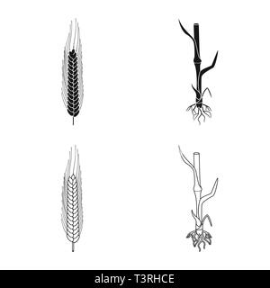 L'hiver,tige,root,printemps,sols,spike,dur,Culture,graines,cultiver un champ,vert,vélo,croissance,feuilles,meadow,rural,agriculture,agriculture,seigle,plantes,blé,maïs,grain,récolte,ferme,,champ,set,icône,,illustration,collection,isolé,design,graphisme,élément,signe, vecteurs vecteur , Illustration de Vecteur
