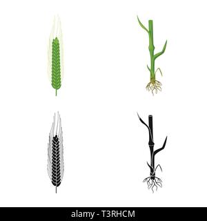 L'hiver,tige,root,printemps,sols,spike,dur,Culture,graines,cultiver un champ,vert,vélo,croissance,feuilles,meadow,rural,agriculture,agriculture,seigle,plantes,blé,maïs,grain,récolte,ferme,,champ,set,icône,,illustration,collection,isolé,design,graphisme,élément,signe, vecteurs vecteur , Illustration de Vecteur