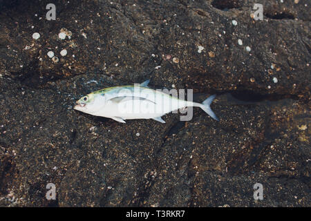 Une photo de poisson Thon frais sur une plage de sable. Poissons frais prêts à être coupés et cuits. Banque D'Images