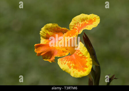 Canna nain 'Lucifer' ; Canna indica (Indian shot, Canna) ; montrant tas de bouquet, l'orange foncé - flore jaune, pétales délicats. Banque D'Images