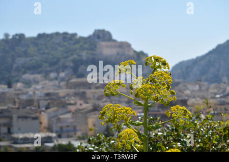 Close-up d'un fenouil géant en fleurs avec la Ville de Scicli en arrière-plan, Sicilienne, Italie, Europe Banque D'Images