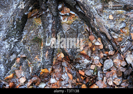 Concept d'hiver. Les racines de l'ancien arbre et les feuilles qui tombent sous la neige d'abord Banque D'Images