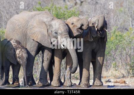 Bush de l'Afrique de l'éléphant (Loxodonta africana), les jeunes éléphants veau avec de l'alcool à un étang, Kruger National Park, Afrique du Sud Banque D'Images