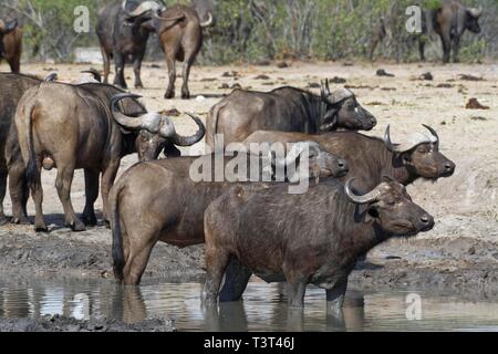 Les buffles d'Afrique (Syncerus caffer), troupeau debout à un étang, Kruger National Park, Afrique du Sud Banque D'Images