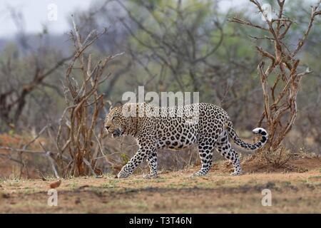 African leopard (Panthera pardus pardus), va chez les hommes adultes, Kruger National Park, Afrique du Sud Banque D'Images