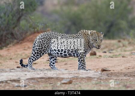 African leopard (Panthera pardus pardus), le mâle adulte au crépuscule, près d'un point d'eau, alerte, Kruger National Park, Afrique du Sud Banque D'Images