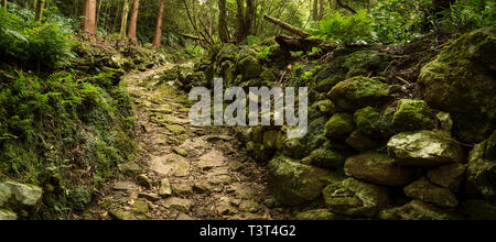 Chemin de terre en forêt luxuriante Banque D'Images