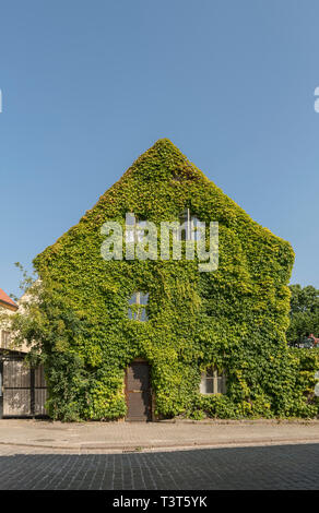 Vieille maison complètement recouvert de lierre vert luxuriant dans le centre de Visby, Gotland, Suède, Scandinavie Banque D'Images