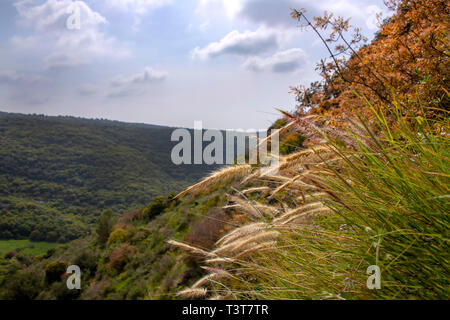 Vue sur les collines couvertes de forêt verte sous un ciel bleu avec des nuages avec de l'herbe et les plantes au premier plan. Israël Banque D'Images