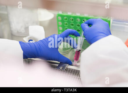 À l'aide scientifique asiatique seringue et petri dish Banque D'Images