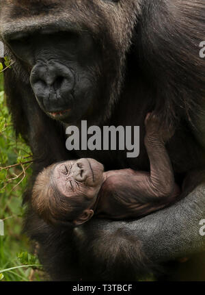 Un nouveau bébé gorille de plaine de l'ouest dans les bras de sa mère Kafi sur leur île enceinte dans le Zoo de Dublin. Banque D'Images