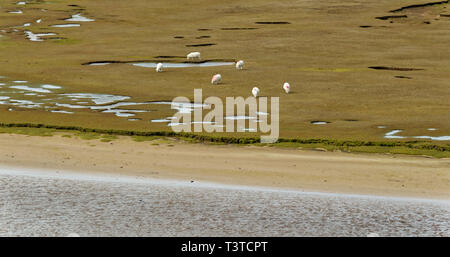 ACHILTIBUIE ROSS ET CROMARTY ECOSSE moutons paissant sur SALT MARSH PRÈS DE LA MER Banque D'Images