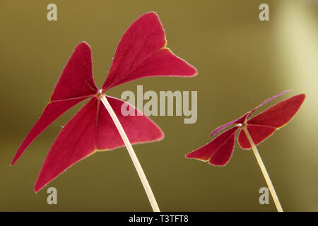 Le trèfle rouge, Oxalis triangularis Banque D'Images