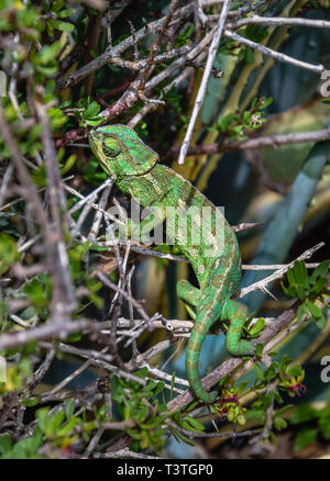 Méditerranée vert sauvage ou caméléon Caméléon commun Chamaeleo chamaeleon - - dans les buissons, Malte Banque D'Images