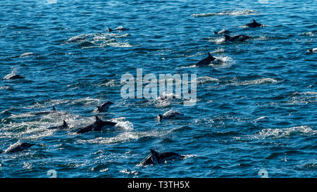 Pod de dauphin commun à long bec (Delphinus capensis) au large de la côte de Baja California, au Mexique. Banque D'Images