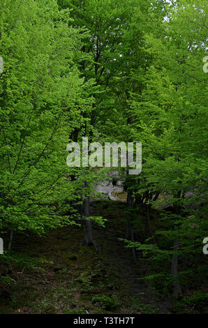 Des marches en pierre mènent à la vieille cave dans la montagne dans la forêt avec des arbres verts Banque D'Images