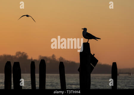 Assis sur Gull Post dans la lagune de Venise Banque D'Images