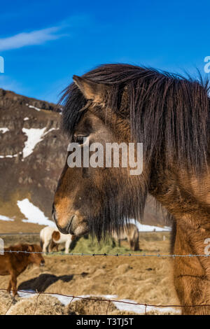 Un cheval islandais, une race rustique utilisée pour le travail et le plaisir dans ce cheval-aimer la culture, le long de la rocade nord de Borgarnes en Islande Banque D'Images