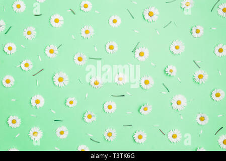 Motif de camomille, pétales, feuilles sur fond vert pastel. Printemps, été concept. Mise à plat, vue du dessus, copy space Banque D'Images