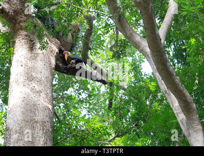 Calao bulbés, mâle, à Tangkoko Aceros cassidis, Parc National de l'île de Sulawesi Banque D'Images