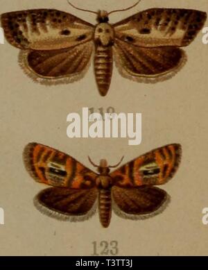 Image d'archive à partir de la page 54 de Die Schmetterlinge Deutschlands mit besonderer. Die Schmetterlinge Deutschlands mit besonderer Berücksichtigung ihrer Biologie dieschmetterling05ecks Année : 1913 122 87. Emargana effractana Acalla v. Froel. - 88. Hastiana Acalla L.. - 88a Acalla hastiana combustana. ab Hb. - 89. Acalla niveana F. - 90. Schalleriana Acalla F. - 91. Acalla ferrugana trad. a. - 92. Acalla holmiana L. - 93. Dichelia gnomana cl. - 94. Oeaophthim Schitt pilleriana. - 95. Piceana Cacoecia L. f. - 96. Cacoecia piceana J . - 97. Cacoecia podana Sc. er- - 98. Cacoecia xylosteana jj. (F. - 9 Banque D'Images