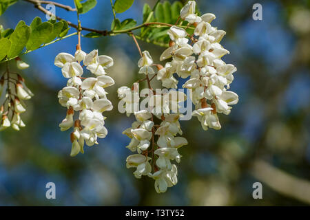 Tiré d'un pittoresque de grappes de fleurs blanches d'une politique commune de locust tree (Robinia pseudoacacia) montrant de nombreux détails Banque D'Images