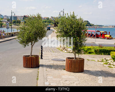 Nessebar, Bulgarie - 27 août 2018 : l'olivier en pot à l'entrée. Banque D'Images