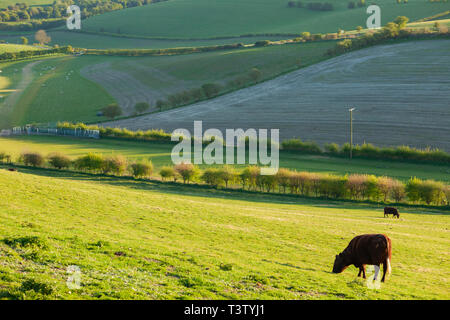 Après-midi de printemps dans le parc national des South Downs, West Sussex, Angleterre. Banque D'Images