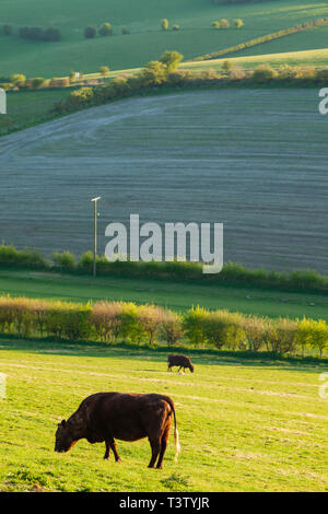 Vaches qui paissent sur les South Downs dans le West Sussex, Angleterre. Banque D'Images