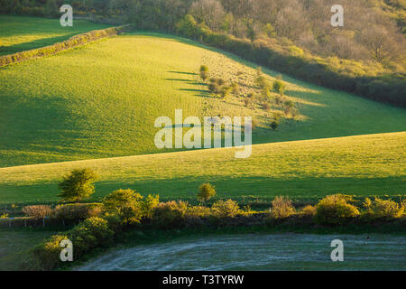 Après-midi de printemps sur les South Downs dans le West Sussex, Angleterre. Banque D'Images