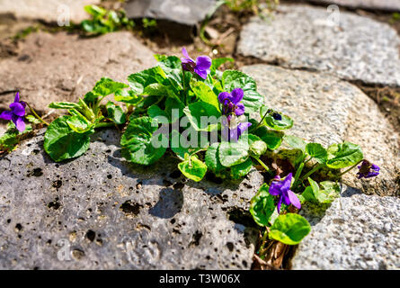 Les Violettes sauvages entre les pierres d'un trottoir ; les mauvaises herbes Banque D'Images