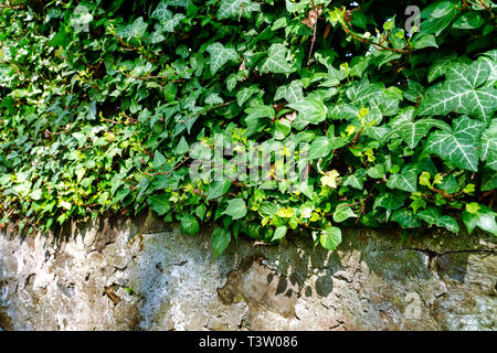 Le lierre, Hedera helix est une plante grimpante à feuilles persistantes où de hautes surfaces convenables (arbres, rochers, murs) sont disponibles Banque D'Images