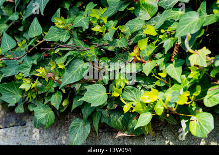 Le lierre, Hedera helix est une plante grimpante à feuilles persistantes où de hautes surfaces convenables (arbres, rochers, murs) sont disponibles Banque D'Images