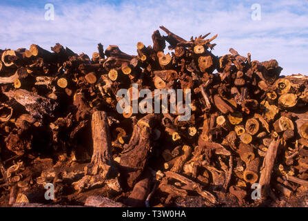 La production de charbon végétal pour être utilisé comme combustible pour produire de la fonte brute - le produit intermédiaire de la fonte de minerai de fer - augmente la déforestation biome Cerrado - l'État du Mato Grosso do Sul, centre-ouest du Brésil. Aciéries modernes et d'une ligne de fer de réduction du fer en fusion le transfert des plantes à l'aide d'une louche pour une utilisation immédiate dans les fours d'acier. Banque D'Images