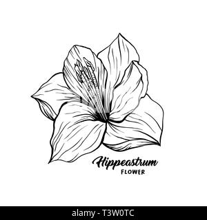 Amaryllis hand drawn vector illustration. Stylo encre Hippeastrum croquis. Contours de fleurs dessin libre. La floraison, la fleur. Clipart fleurs. Carte de vœux de l'élément de design monochrome isolé Illustration de Vecteur