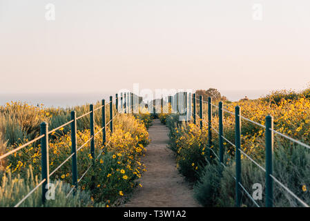 Fleurs jaunes et sentier au Hilltop Park, Dana Point, Orange County, Californie Banque D'Images